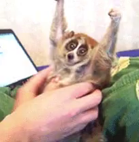Featured image of post Slender Loris Eris Loris Face