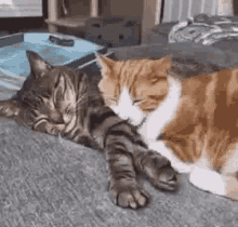 Snuggle Cats GIF - Snuggle Cats Hugging - Discover & Share GIFs
