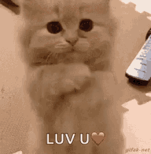 Luv You Cute Kitten GIF - LuvYou CuteKitten Cat GIFs