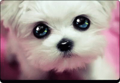 Puppy eyes