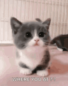 munchkin kitten