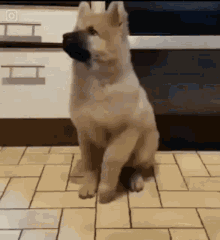 Featured image of post Gif Of Dog Dancing Puppies gif puppies and kitties doggies baby beagle beagle puppy sleepy dog gif funny dog videos funny dogs baby animals