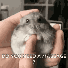 Funny Hamster Gifs Tenor