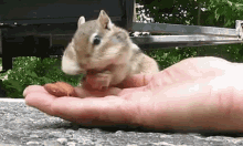 Chipmunk Eating Nuts GIF - Nuts Nomz NomNomNom GIFs