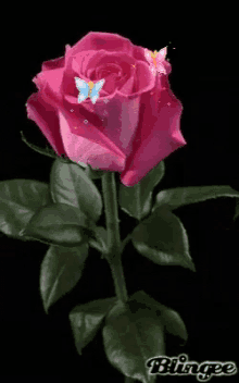 gif wallpaper rose