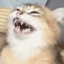 Cat Laugh GIFs | Tenor