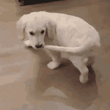 Dog Chasing Tail GIFs | Tenor