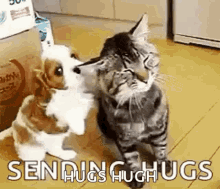 dog pets cat cat hugs dog