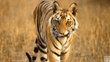Tiger GIFs | Tenor