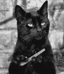 Salem Cat Gif GIFs | Tenor
