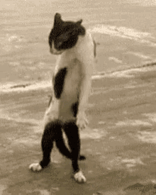 Cat Standing On Back Legs GIFs | Tenor