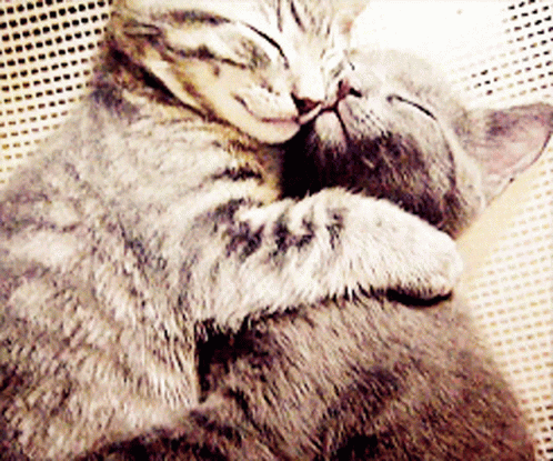 Kitten snuggle