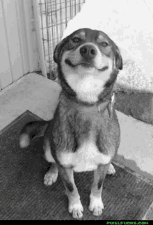 happy dog smile