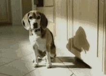 Beagle GIFs | Tenor