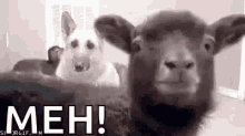 Funny Animals Goats GIF - FunnyAnimals Goats Meh GIFs