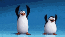 Image result for penguin dancing gif