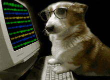 Dog On Computer GIFs | Tenor
