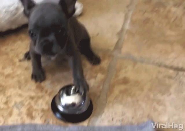 puppy ringing bell