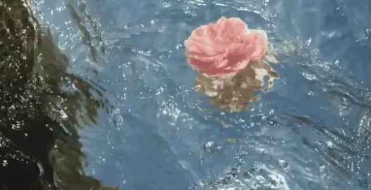 Petals Floating Gif Petals Floating Water Discover Share Gifs