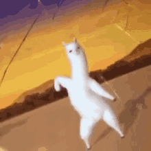 dancing rainbow llama