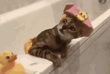 Cat Shower GIFs | Tenor