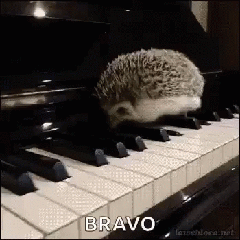 piano animal