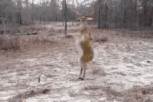 Dance Deer GIF - Dance Deer WeekendVibe GIFs
