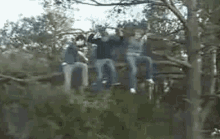 Fall Out Of Tree GIFs | Tenor