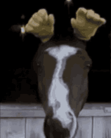 Featured image of post Animated Gif Funny Horse Gifs Your favorite computer file type