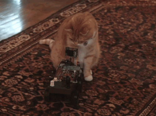 cat robot