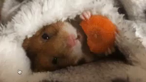 ハムスター 布団 お布団 Gif Futon Hamster Nibble Discover Share Gifs