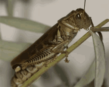 Patience Young Grasshopper GIFs | Tenor