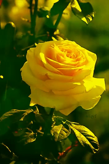 yellow rose gifs tenor