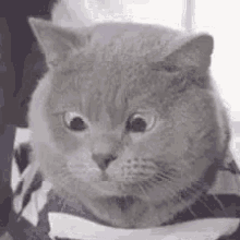 Gato Cats GIF - Gato Cats Questions GIFs