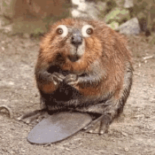 Image result for beavers driving me crazy gif
