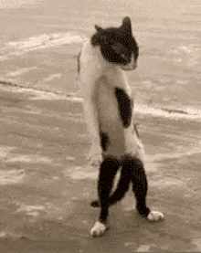 Funny Animals Funny Cat GIF - FunnyAnimals FunnyCat StepForward GIFs