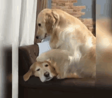 cute dogs cuddling