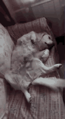 Featured image of post Wagging Tail Gif Search discover and share your favorite wagging tail gifs