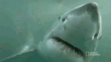 Sharkbite Shark Gifs Tenor - shark attack roblox shark bite