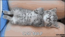 Dream Cat Nap GIF - Dream CatNap NapTime GIFs