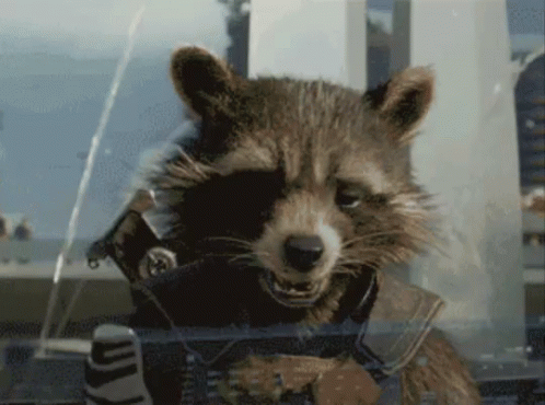 Image result for raccoon thumbs up gif. 