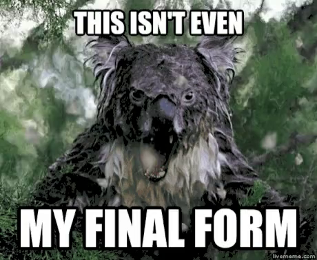 scary koala meme