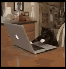 Cat Typing Gif 7