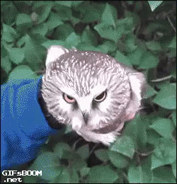 scared owl