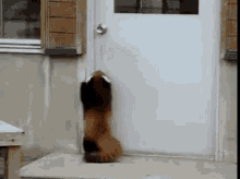 tenor.gif