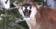 Cougar Is GIF - Cougar Is Happy GIFs