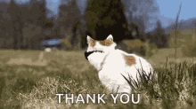 Thank You Cat GIFs | Tenor