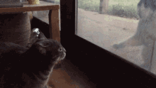 Cat Throwing Stuff Off Table Gif
