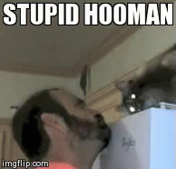 stupid cat