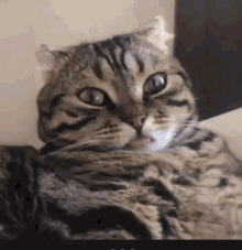 Wtf Cat GIF - Wtf Cat What - Discover & Share GIFs